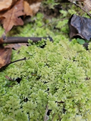 Trichocolea tomentella