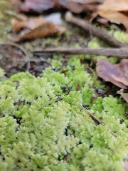 Trichocolea tomentella