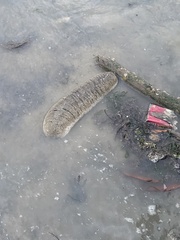 Holothuria scabra