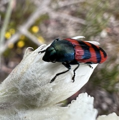Castiarina crenata
