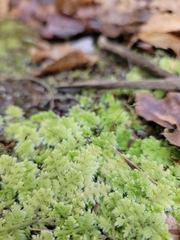 Trichocolea tomentella