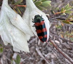 Castiarina crenata