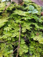 Trichocolea tomentella