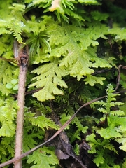 Trichocolea tomentella