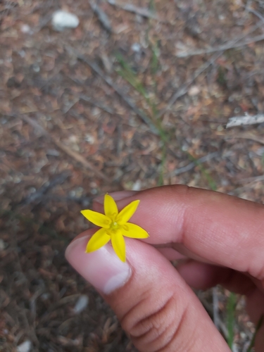 Image of Golden Weather-Grass (Hypoxis hygrometrica) by (c) Tim, some rights reserved (CC BY)