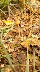 Psilocybe tampanensis