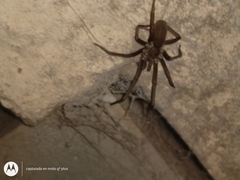 Kukulcania hibernalis