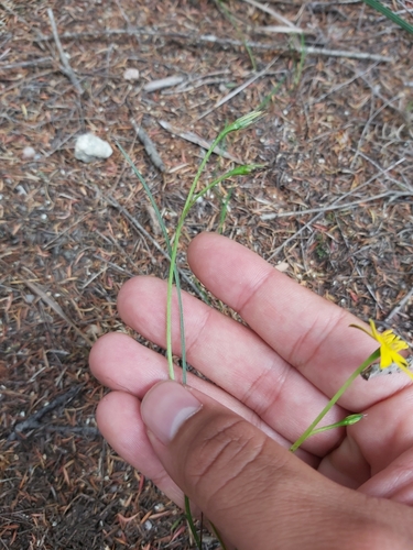 Image of Golden Weather-Grass (Hypoxis hygrometrica) by (c) Tim, some rights reserved (CC BY)