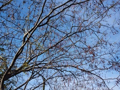 Haematoxylum brasiletto