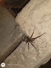 Kukulcania hibernalis