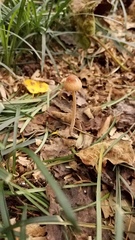 Psilocybe tampanensis