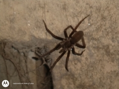 Kukulcania hibernalis