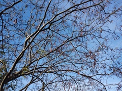 Haematoxylum brasiletto