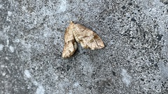 Nothoporinia mediolineata