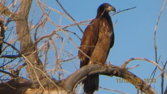 Haliaeetus leucocephalus