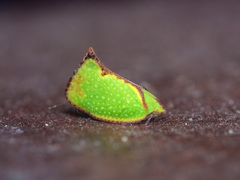 Salurnis marginella