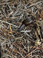 Helminthoglypta sequoicola