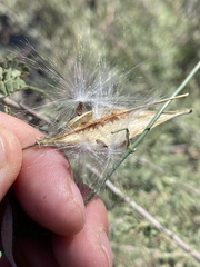 Funastrum heterophyllum
