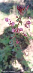Lopezia racemosa