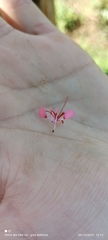 Lopezia racemosa