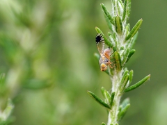 Austrotephritis trupanea