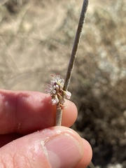 Eriogonum elongatum