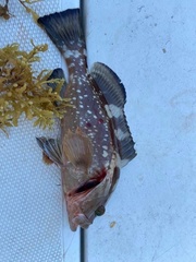 Epinephelus morio
