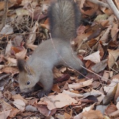 Sciurus vulgaris orientis