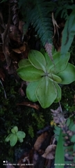 Pinguicula moranensis