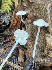 Hemimycena
