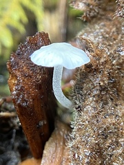 Hemimycena