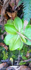 Pinguicula moranensis