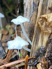 Hemimycena