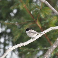 Poecile palustris