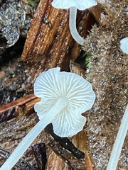 Hemimycena