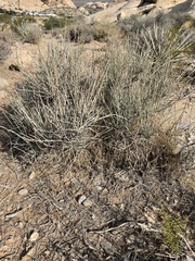 Ephedra nevadensis