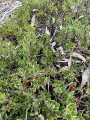 Arctostaphylos pumila