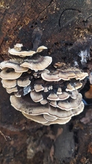 Trametes versicolor