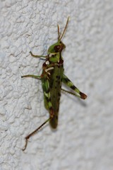 Bootettix argentatus