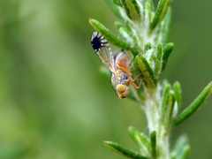 Austrotephritis trupanea