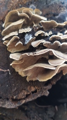Trametes versicolor