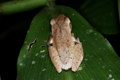 Polypedates megacephalus