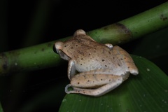 Polypedates megacephalus