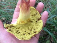 Boletus roodyi