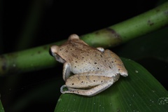 Polypedates megacephalus