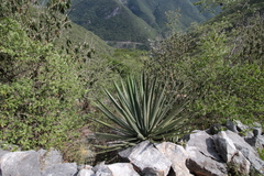 Agave difformis