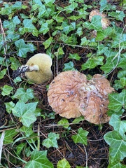 Suillus pungens
