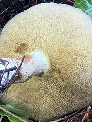 Suillus pungens