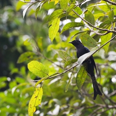 Surniculus dicruroides