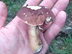 Tylopilus badiceps